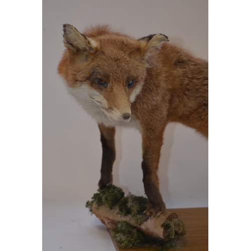 3 - Taxidermy Red Fox on base, approx L90cm, approx H49cm