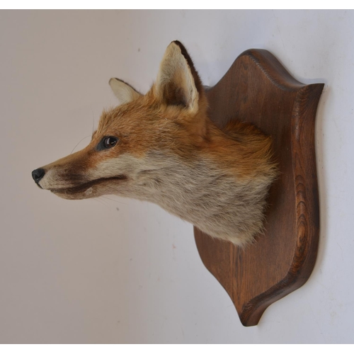 4 - Taxidermy Fox head on wood shield, shield W20cm