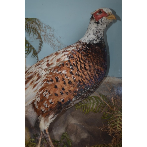6 - Cased taxidermy male pheasant in scenic setting, W77cm D24cm H53.3cm