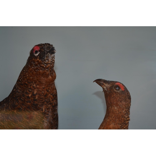 7 - Cased pair of taxidermy Red Grouse, 