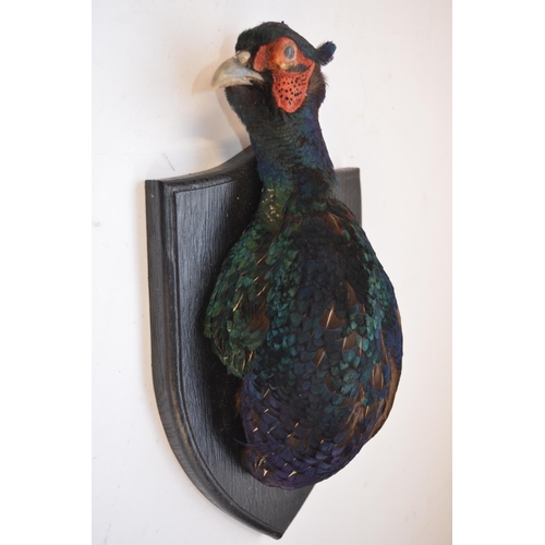 9 - Taxidermy Pheasant head on wood shield, W15.7 H31cm
