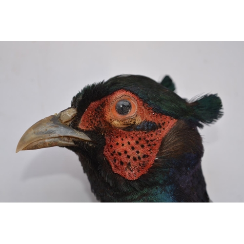 9 - Taxidermy Pheasant head on wood shield, W15.7 H31cm