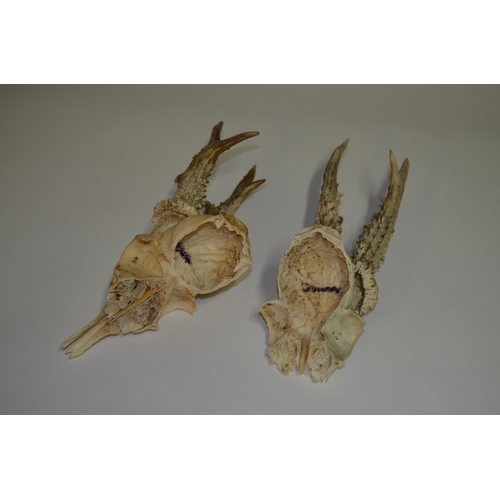 16 - Two young Roe Deer half skulls with antlers (2)