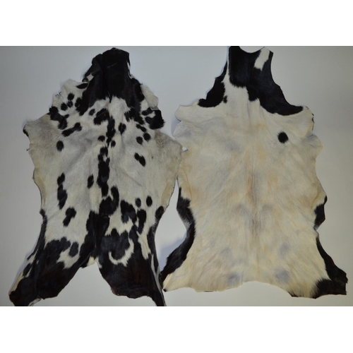 43 - Five animal skins: One calf and four goat. Calf skin approx L100cm. Goat skins approx 85cm (5)