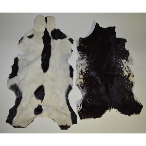 43 - Five animal skins: One calf and four goat. Calf skin approx L100cm. Goat skins approx 85cm (5)