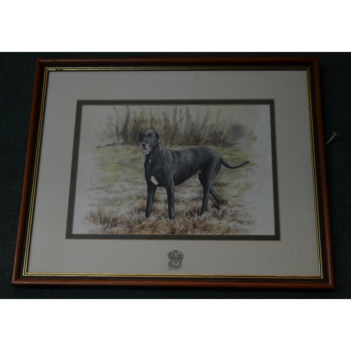 98 - Framed watercolour of a lurcher/pointer type hunting dog, signed J Nichols W54cm H44cm