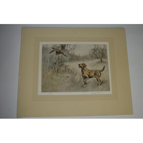 97 - Unframed limited edition print (126/200) of a Yellow Labrador startling a Pheasant by Henry Wilkinso... 