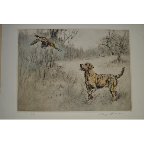 97 - Unframed limited edition print (126/200) of a Yellow Labrador startling a Pheasant by Henry Wilkinso... 