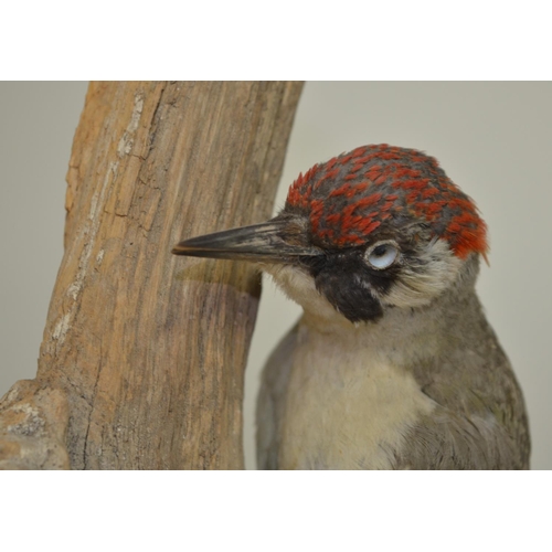 9B - Taxidermy Green Woodpecker on a section of tree branch, no case, approx H39cm