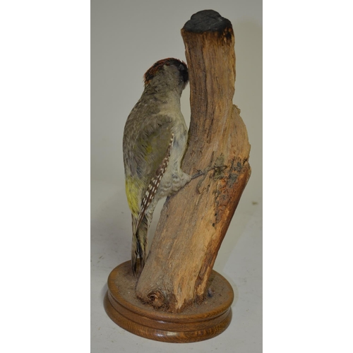 9B - Taxidermy Green Woodpecker on a section of tree branch, no case, approx H39cm
