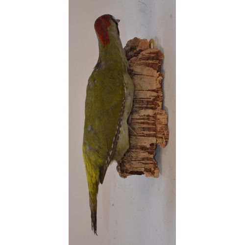 12 - Open taxidermy wall mounted Eurasian Green Woodpecker, approx L32cm