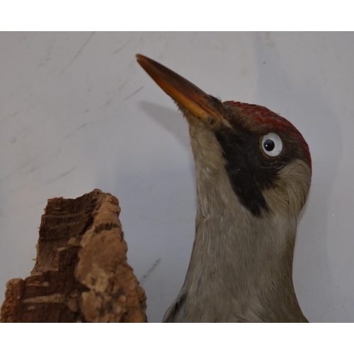12 - Open taxidermy wall mounted Eurasian Green Woodpecker, approx L32cm