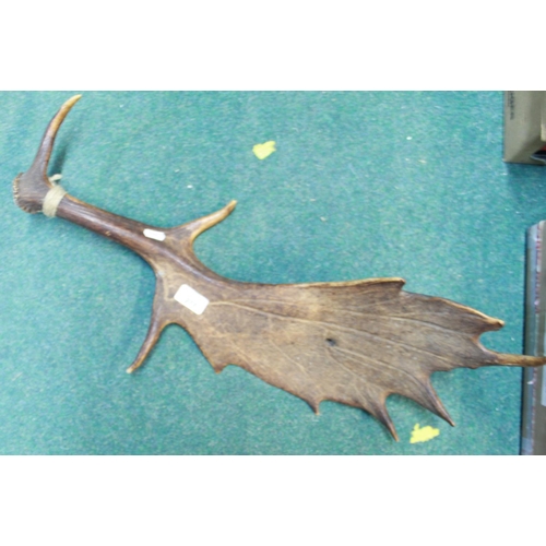 277 - Large fallow deer antler