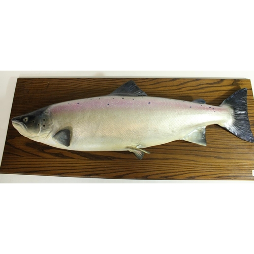 674 - Half mounted painted fibreglass salmon, frame size W101cm by H40cm