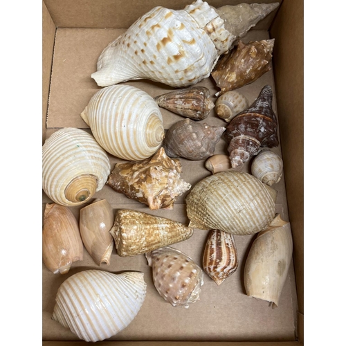 1064 - Collection of various sea shells incl. conch coral etc, L45cm max (26)