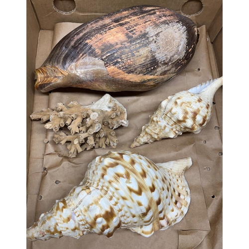 1064 - Collection of various sea shells incl. conch coral etc, L45cm max (26)