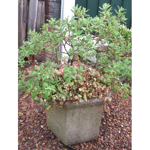 2300 - Reconstituted stone octagonal planter, complete with plant, approx 43cm x 48cm