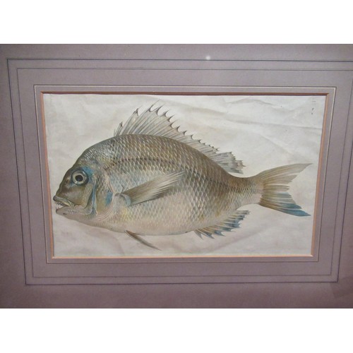 44 - Collection of prints including one of a fish, and a stainless steel pocket knife