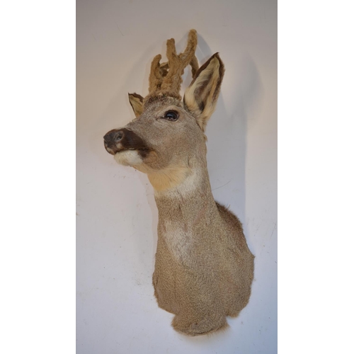 853 - Taxidermy wall hanging young Roe Deer head, approx D31cm approx H60cm