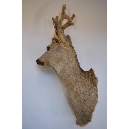 853 - Taxidermy wall hanging young Roe Deer head, approx D31cm approx H60cm