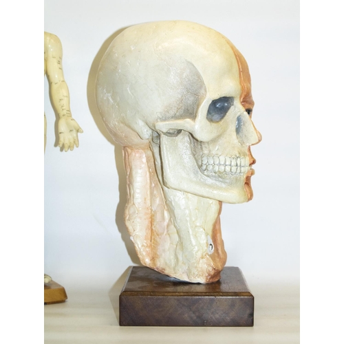 158 - Vinyl male acupuncture model with stand, H50cm, and a ceramic anatomical sculpture of a human head d... 