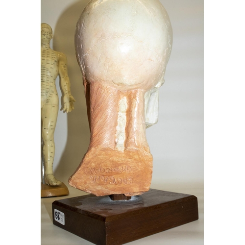 158 - Vinyl male acupuncture model with stand, H50cm, and a ceramic anatomical sculpture of a human head d... 