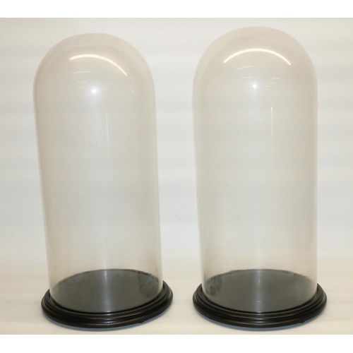 305 - Pair of C20th glass domes on circular ebonised bases, H52cm (2)