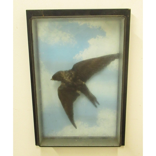 562 - Cased taxidermy of a Swallow, H34cm W23.7cm D5cm