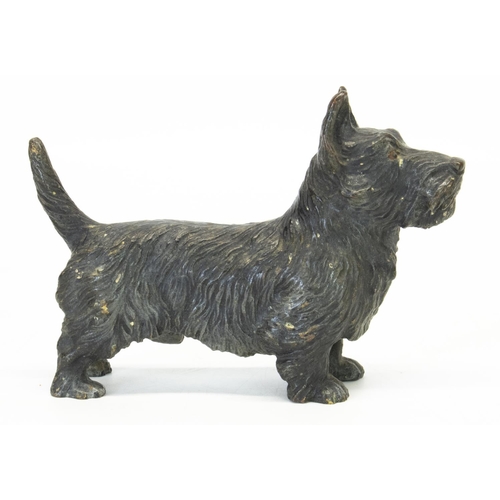 1129 - Austrian cold painted bronze model of a Scottish Terrier with painted eyes, in the style of Franz Be... 