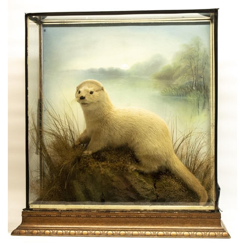 1196 - Taxidermy - an otter on naturalistic base with painted backdrop, in perspex and class case with carv... 