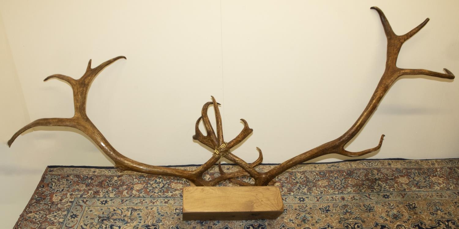 Deer Antler, Wall Mount