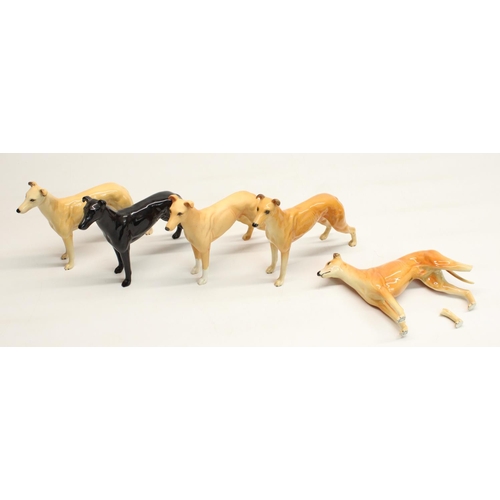 161 - Beswick Whippets Ch. Jovial Roger (5)