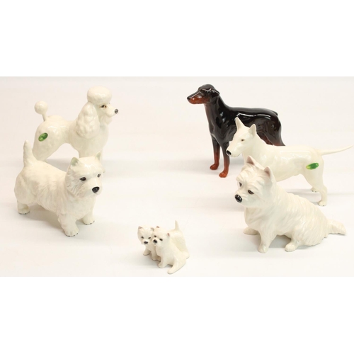 168 - Beswick Poodle model 2339, Doberman, English Bull Terrier Ch. Romany Rhinestone and three West Highl... 