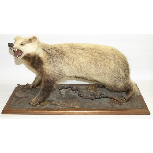 117 - Taxidermy - a snarling Badger on naturalistic base,  W81cm D33cm H43cm