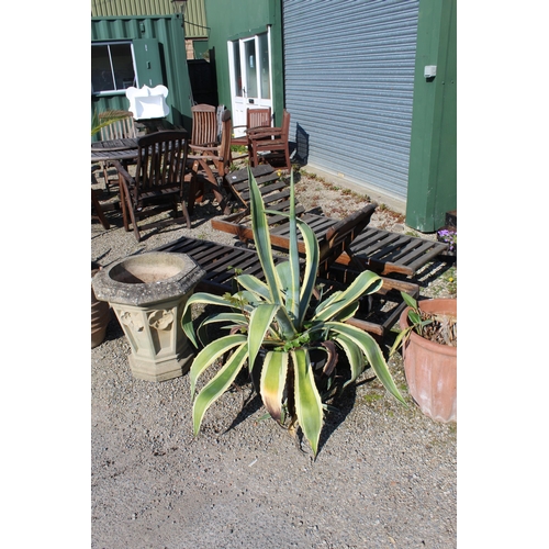 1148 - Large Aloe Vera plant (in plastic pot)