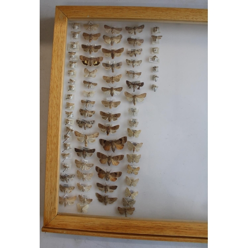 792 - C20th light oak collectors specimen cabinet, twenty one glazed drawers containing a large collection... 