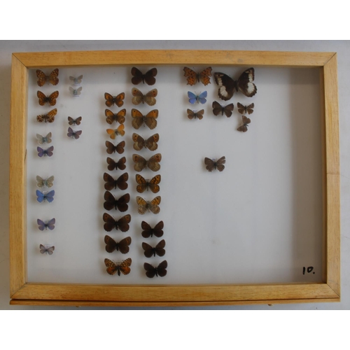 792 - C20th light oak collectors specimen cabinet, twenty one glazed drawers containing a large collection... 