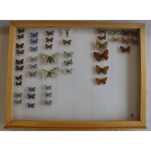 792 - C20th light oak collectors specimen cabinet, twenty one glazed drawers containing a large collection... 