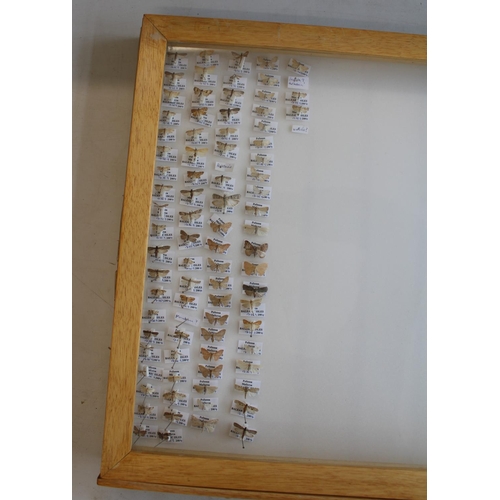 792 - C20th light oak collectors specimen cabinet, twenty one glazed drawers containing a large collection... 