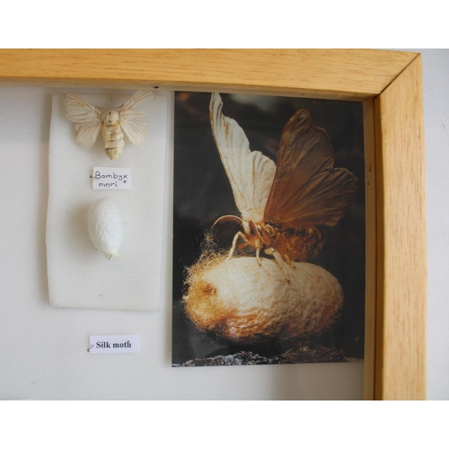 792 - C20th light oak collectors specimen cabinet, twenty one glazed drawers containing a large collection... 