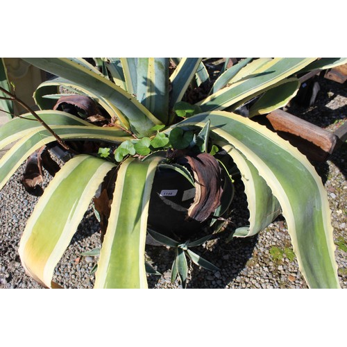 1147 - Large Aloe Vera plant (in plastic pot)