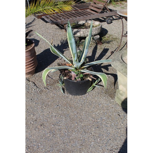 1146 - Large Aloe Vera plant (in plastic pot)