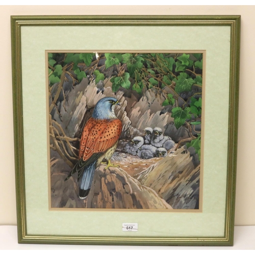 617 - Derek Braithwaite (British C20th); Kestrel with chicks in a nest, watercolour heightened with white,... 