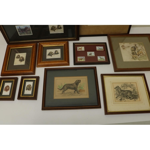 646 - Collection of Prints and framed Cigarette Cards of Otter Hounds and Water Spaniels by Vernon Stokes,... 