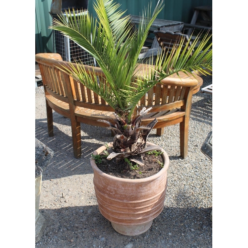 1153 - Large terracotta planter with ribbed design W44cm, H50cm, containing a phoen plant