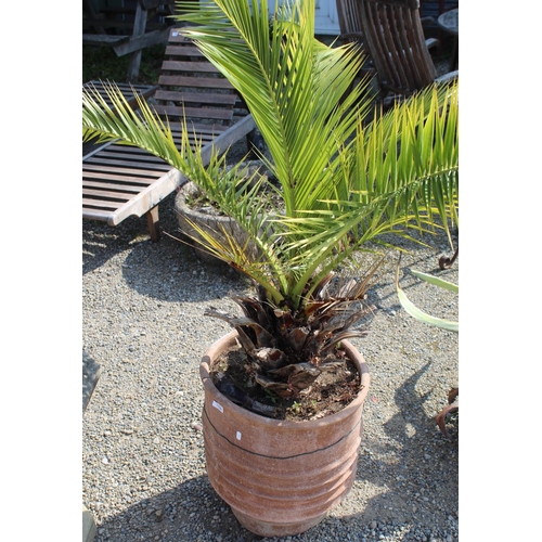 1155 - Large terracotta planter with ribbed design W44cm, H50cm, containing a phoen plant (planter a/f)