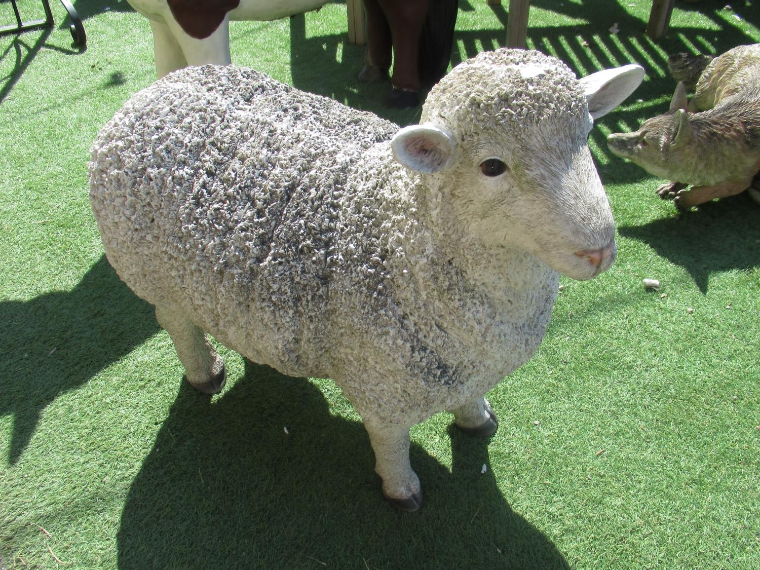 sheep Shetland 