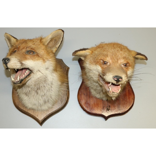 1244 - Taxidermy - Snarling Fox mask on oak shield shaped plaque, and another on stained wooden plaque, H27... 