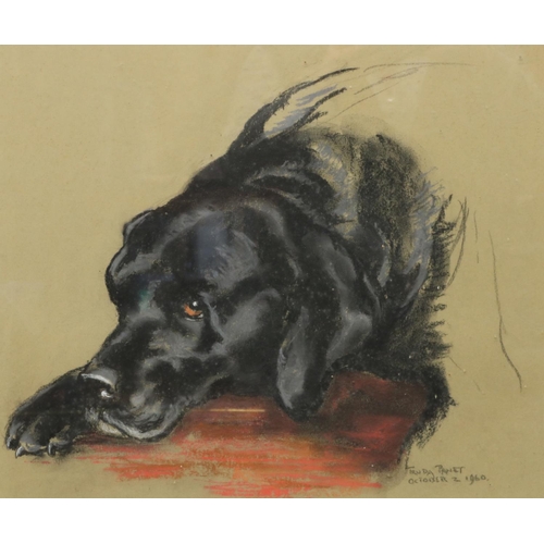 1380 - Truda Panet (American C20th); 'Timmy' head of a reclining black Labrador, pastel, signed, titled and... 