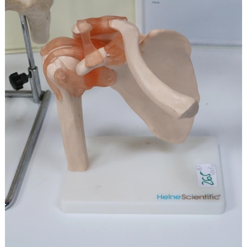 265 - Medical teaching aids, comprising two spine and pelvis anatomical models on metal stands H92cm, two ... 